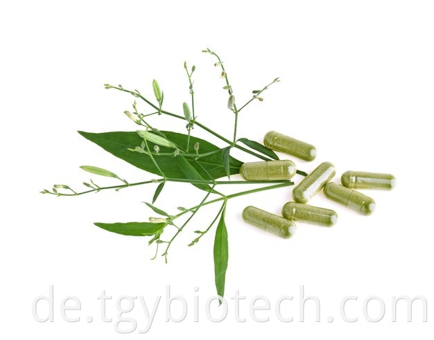 Andrographis Paniculata Extract